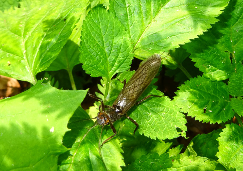 Dinocras cephalotes - Perlidae